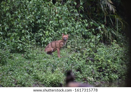 Wild dogs lie in the rain forest.
