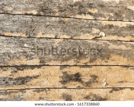 The texture of wood in the summer