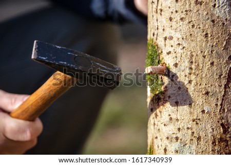 Beech tree stub as growth medium for gourmet mushrooms, details of inoculation and fruiting, fungiculture Royalty-Free Stock Photo #1617340939
