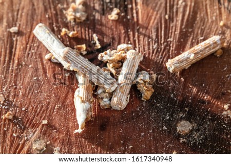 inoculated mycelial wooden pellets on a beech tree stub, fungiculture and mushroom farm, topview Royalty-Free Stock Photo #1617340948