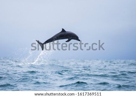 Happy wild pantropical spotted dolphin, Stenella attenuata, jumps free near a whale watching boat in the middle of the Pacific coast off Uvita, in Costa Rica. Royalty-Free Stock Photo #1617369511
