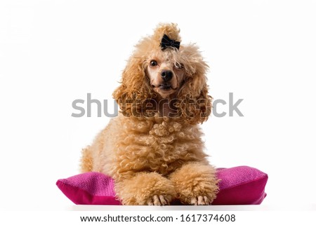 Purebred red Toy Poodle dog on a white background