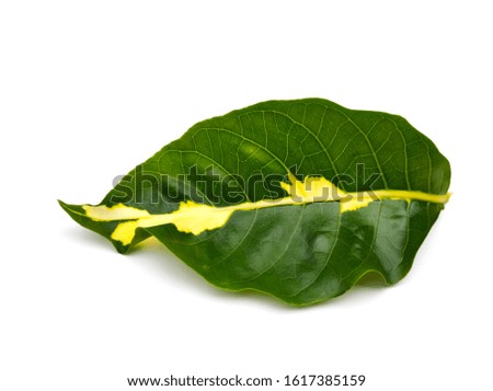 Tropical leaf,Green and yellow leaf isolated on white background