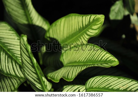variegated leaves of a tropical plant. shallow focus.