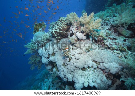 Healthy hard and soft corals on a pristine and healthy rocky offshore coral reef in the Egyptian Red Sea area