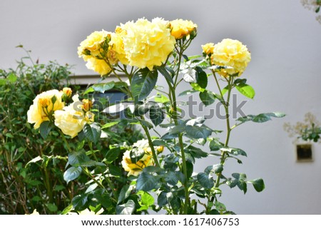 a beautiful yellow rose and green leaves,