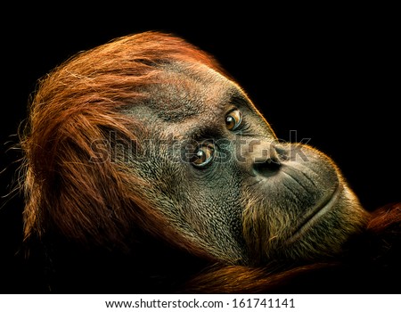 The face of an Orangutan on a Black Background Royalty-Free Stock Photo #161741141