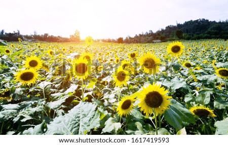 Beautiful nature sunflower field landscape.
