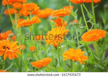 Bright orange calendula flowers (Calendula officinalis, pot marigold, ruddles). Natural floral background Royalty-Free Stock Photo #1617435673