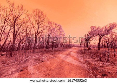 Eucalyptus trees damaged by bushfire in The Blue Mountains in Infrared
