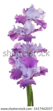 Studio Shot of Blue Colored Iris Flowers Isolated on White Background. Large Depth of Field (DOF). Macro. Close-up.