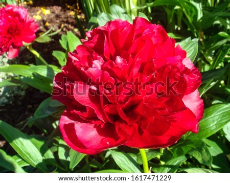 A luscious bloom of a beautiful red peony