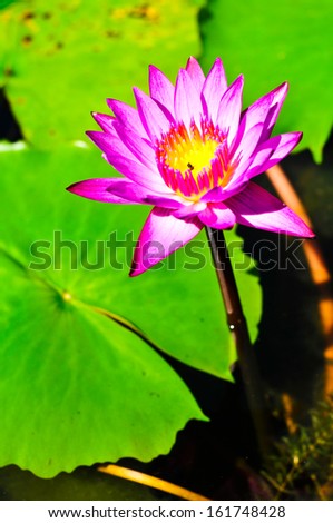 Beautiful pink lotus in pool 
