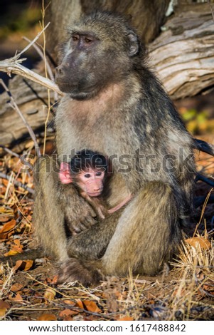 Kruger National Park, South Africa- JULY 2019: Mother and baby of Chacma baboon (Paplo ursinus) in african savanna.