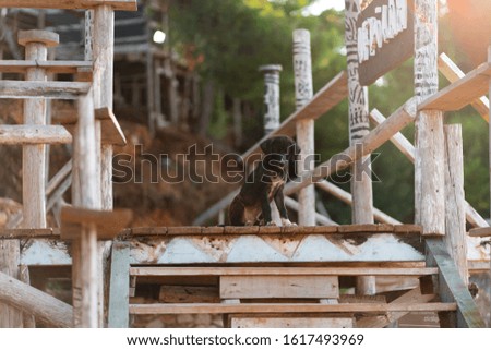 Close up picture of funny happy mixed breed black and white dog sit on a wooden pier outside with green background. Human and pets best friends concept. Adoption from shelter concept.