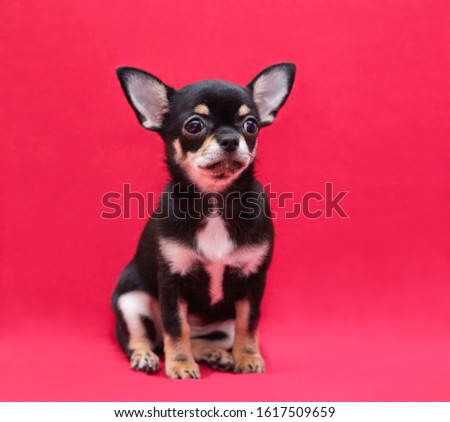 
Chihuahua puppy sitting on a gray background