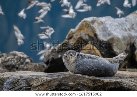 Seal on a rock in British Columbia