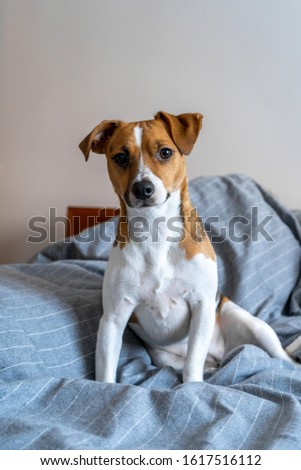 Dog of breed Jack Russell sitting on a bed with gray sheets.