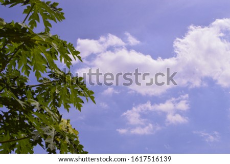 papaya trees and cloudy blue sky