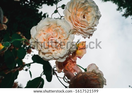 From below beautiful peonies with delicate petals growing on branches of bush against cloudy sky in garden