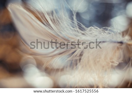 Close up Beautiful one white Bird feather on a bokeh.  Pattern background for design texture.  