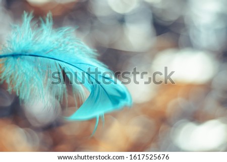 Close up Beautiful blue Bird feather pattern on a bokeh background for design texture. 