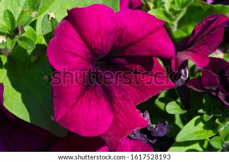 Petunia is of South American descent. A popular flower of the same name came from the French, who took the word petun, which means â€œtobacco,â€ from the Tupi language - guarani.