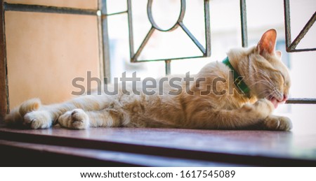 cat lying on the windowsill licking his paw