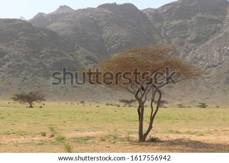 Elba protectorate Beautiful scenery of trees in the wilderness with mountain background in the south of Egypt