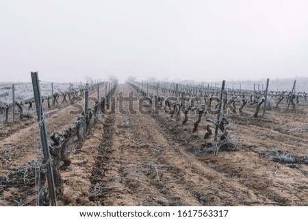 Frosts and mists in vineyards and vines