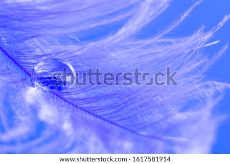 feather with water drop - macro photography