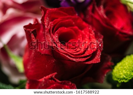 Fresh red rose close up amongst colorful flowers, freshness and beauty concept. Extreme close up of Saint Valentine beautiful flower bouquet gift, love and romance holiday celebration background.
