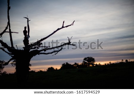 
dead trees and branches silhouetted in sunset light - photography with large bokeh