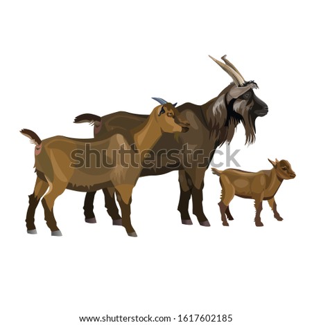 Goat family. Buck, nanny and kid. Vector illustration isolated on white background
