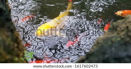 Pretty Yellow and White Fish in Pond