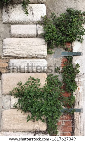 Harmony of brick,plant and concrete texture
