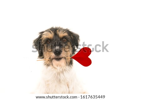 Romantic Dog - small cute Jack Russell Terrier doggy with a heart as a gift for Valentine in the mouth.. Picture isolated on white.