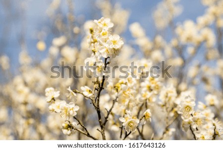 Freshly blooming white plum blossoms