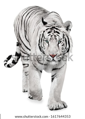 Strong white tiger walking, isolated on white background Royalty-Free Stock Photo #1617644353