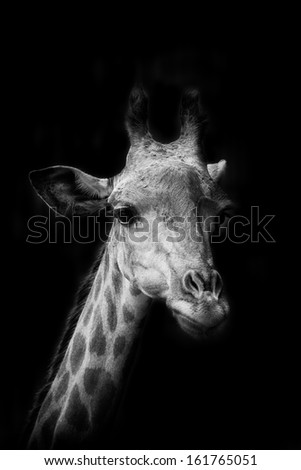The portrait of Giraffe in black background