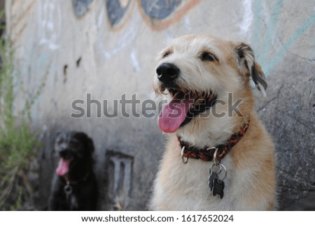 Smiling dogs with graffiti in the background
