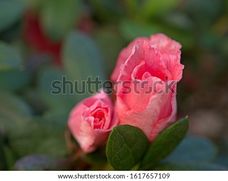 Camellia japonica ,Japanese pink rose flower in garden with soft selective focus and delicate dreamy of beauty of nature for pretty background ,macro image ,copy space ,love romantic valentine's day 