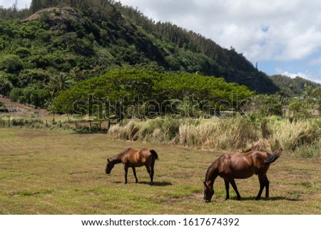 Horses on a ranch in North shore, Hawaii, USA with mountains and trees Royalty-Free Stock Photo #1617674392