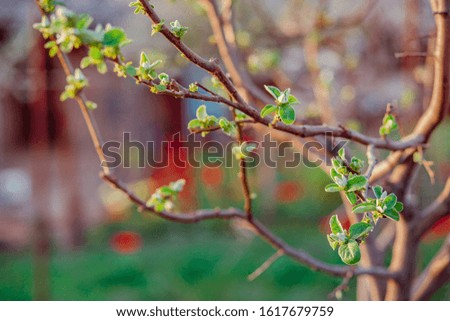 Close up of blooming buds of apple tree in the garden. Blooming apple orchard in spring sunset. Blurred background with place for text.
