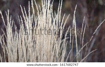 Dry bush in winter, Switzerland, with a blurry background.
