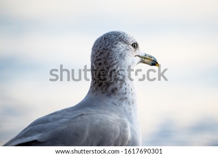 Close up to a ring-billed gull