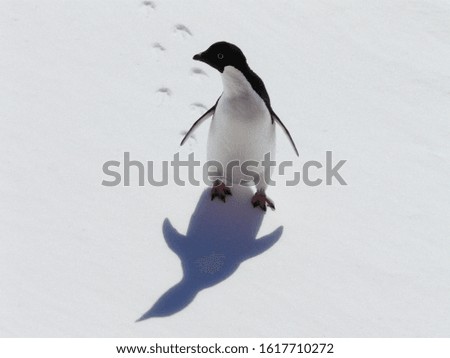 Adelie's penguin poses in front of the camera