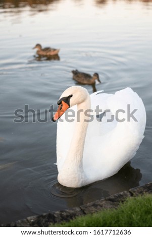 beautiful swans swim in the pond