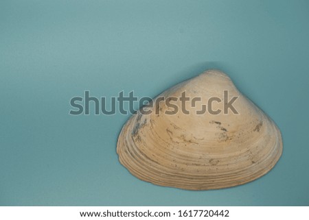 A lone seashell against a blue background Royalty-Free Stock Photo #1617720442