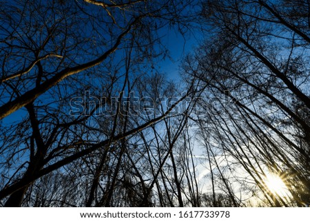 trees and sky, photo as a background